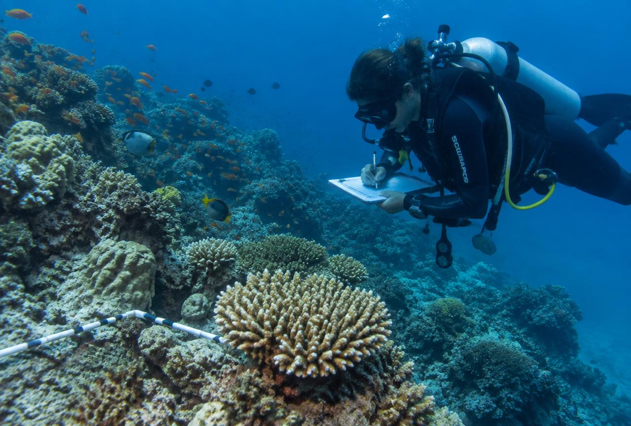 A diver recording coral health on a survey slate over a reef off the Somali coast